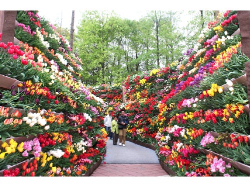 【名古屋発】国内最大級350万本が咲き誇る!となみチューリップフェア&地産地消の富山おもてなし弁当2